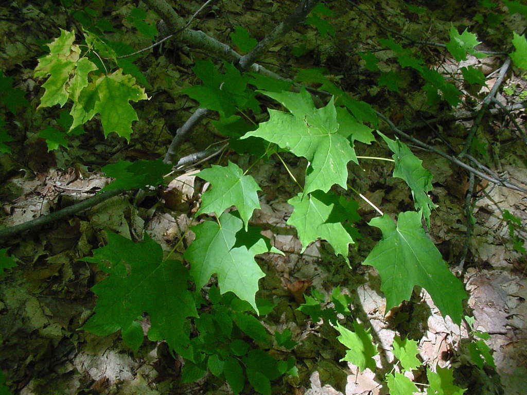 maple-leaves.jpg (137268 bytes)