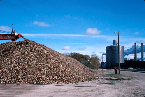Mound of sugarbeets